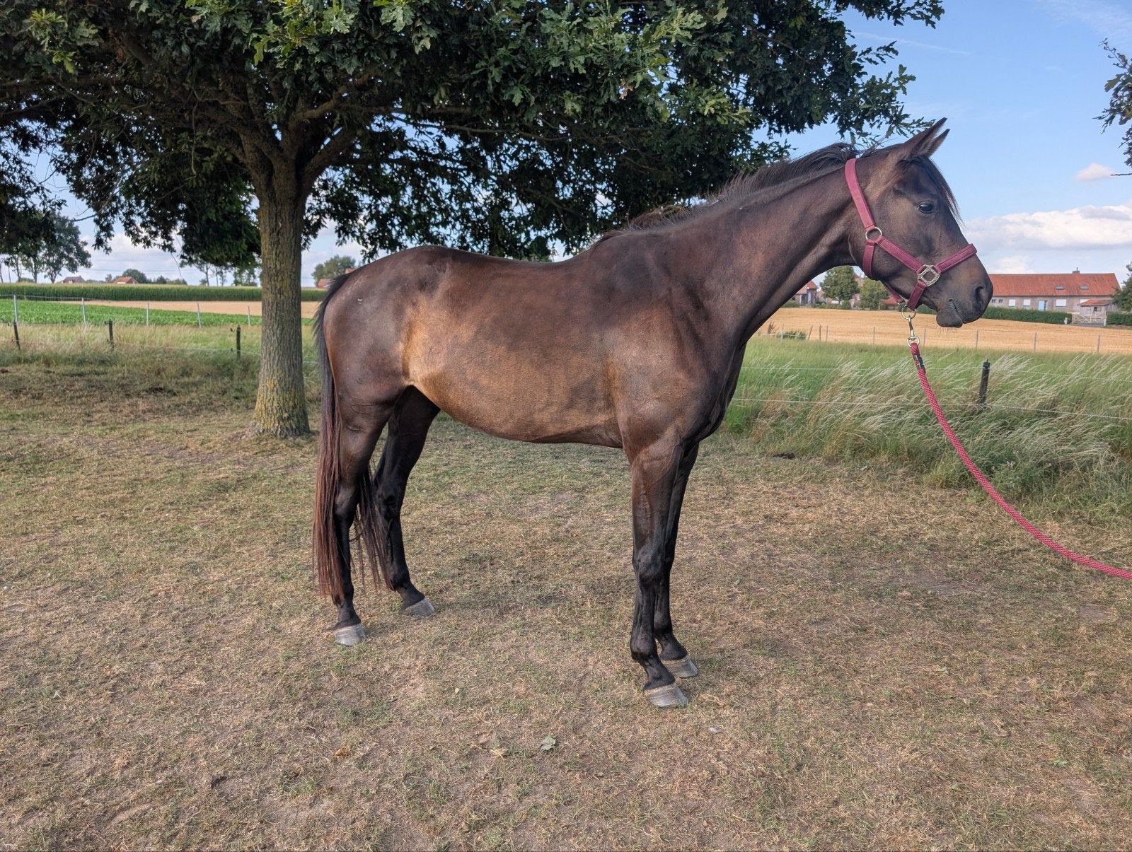 4 jarige Trakehner merrie te koop, Avec pedigree, Débourré, 170 à 175 cm, Jument