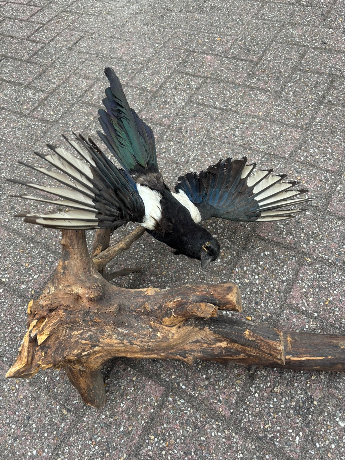 Taxidermie opgezette ekster, Ophalen, Gebruikt