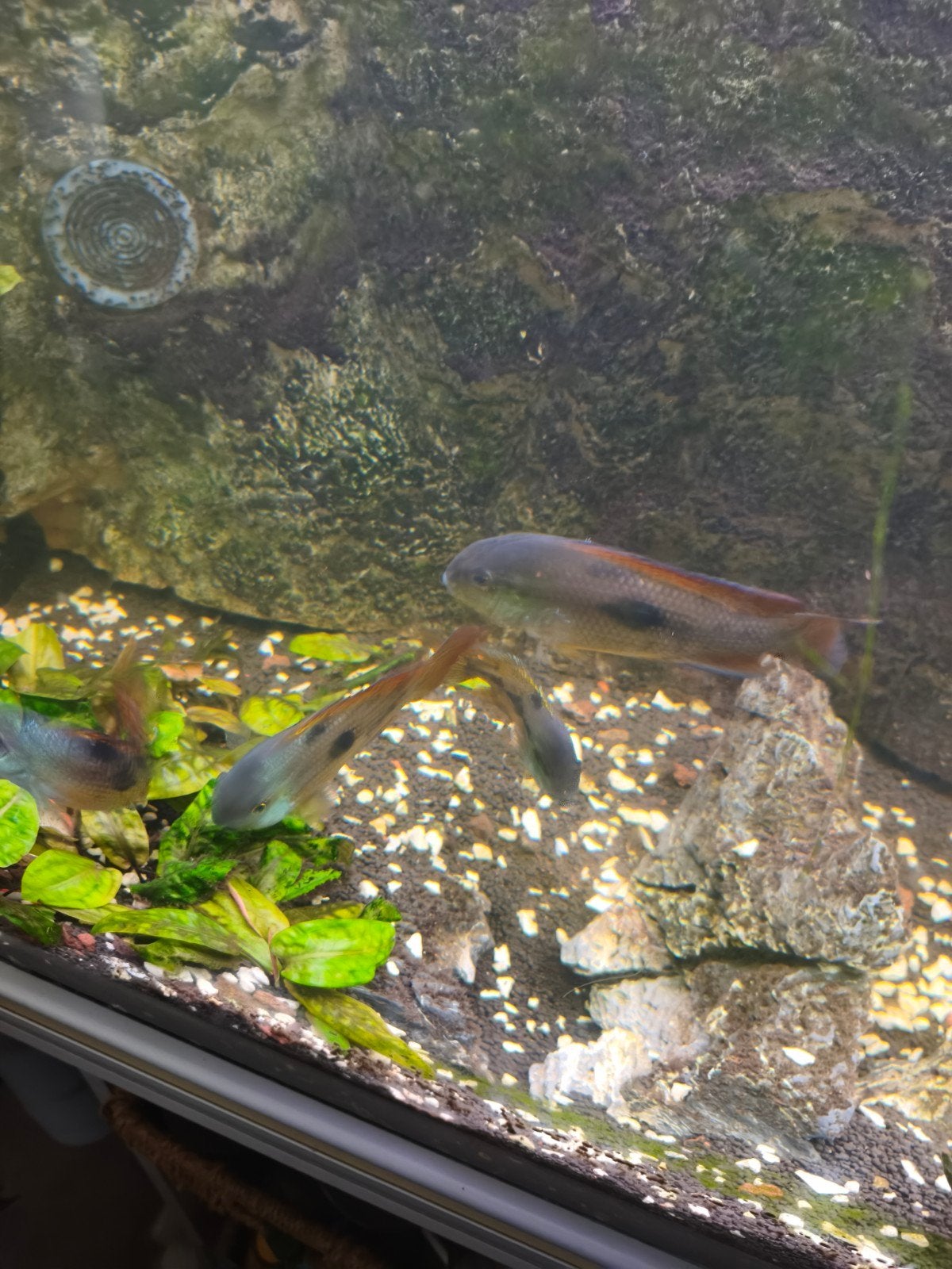 poissons d'aquarium 9 pièces