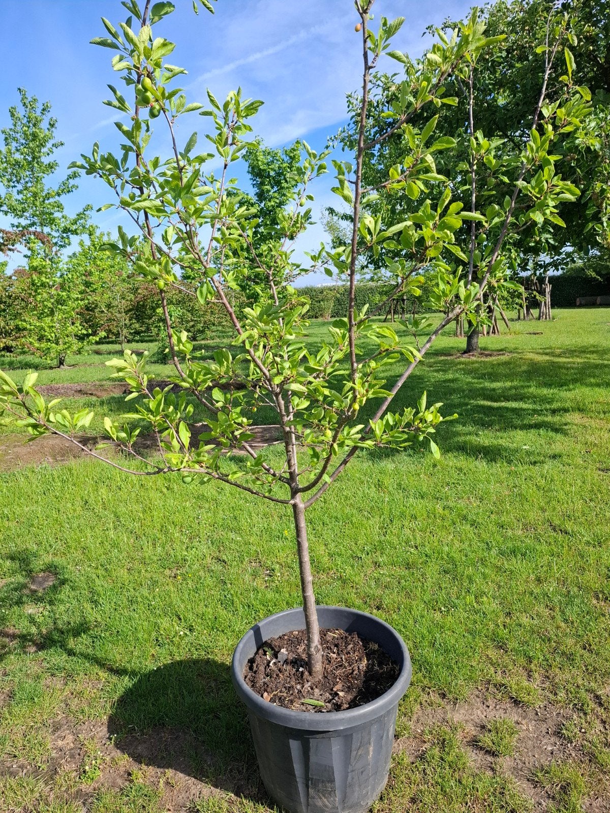 Pruimenboom, Ophalen