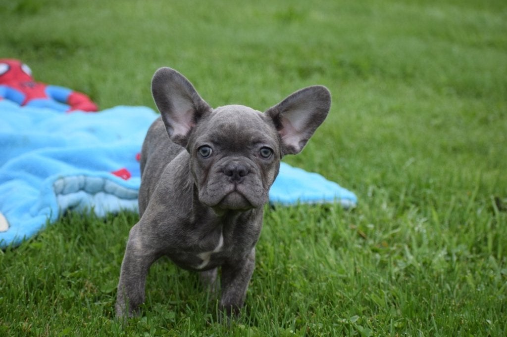 Franse bulldog pups korthaar en fluffy, Dieren en Toebehoren, 15 weken tot 1 jaar, Reu, Buitenland, CDV (hondenziekte)