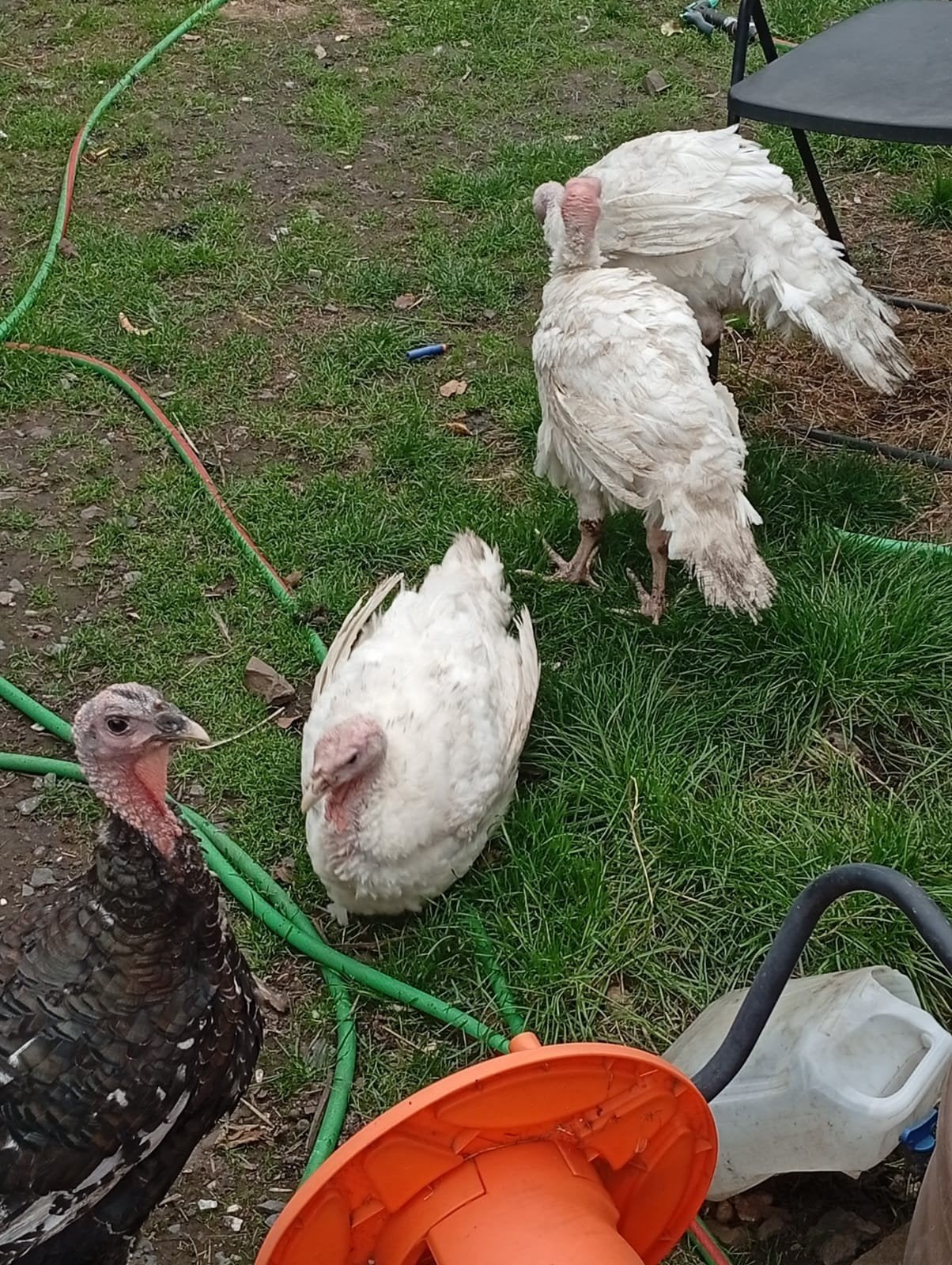 dindons âgés de 4 mois in Herstal 4040. 4 kalkoenen, Dieren en Toebehoren, Mannelijk
