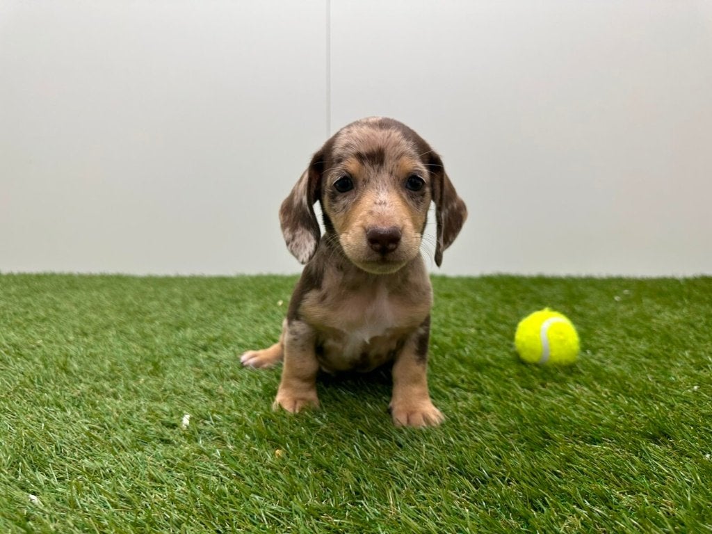 Portée de chiots Teckel Nains, Poils courts, Plusieurs, Nain, Hépatite contagieuse (maladie de Rubarth)