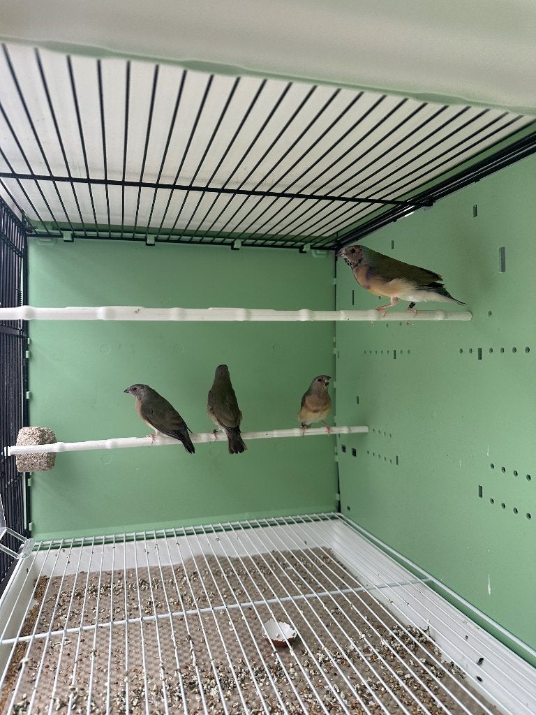Gouldamadine jongskes 2026, Meerdere dieren, Tropenvogel