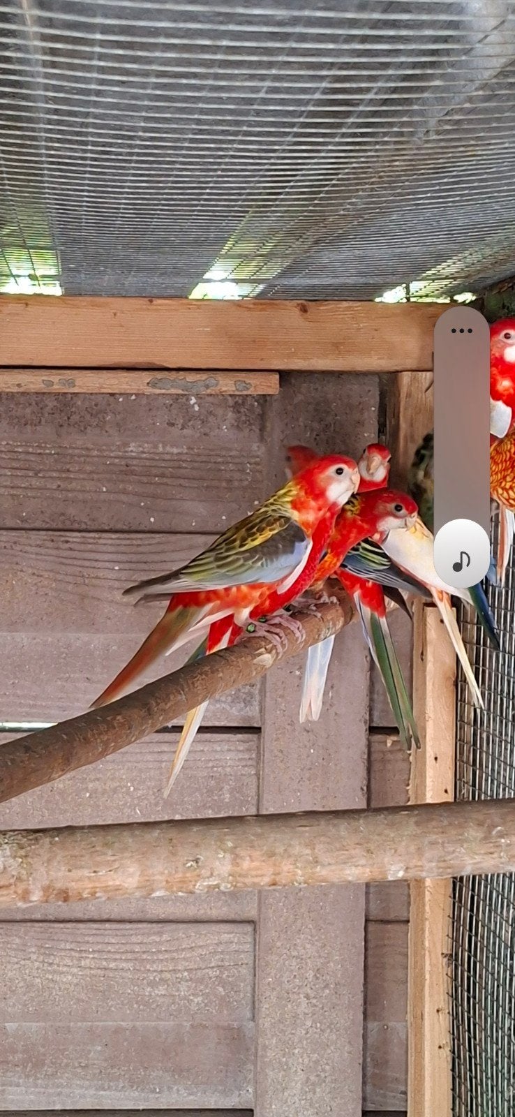 pennanten en rosella, Dieren en Toebehoren