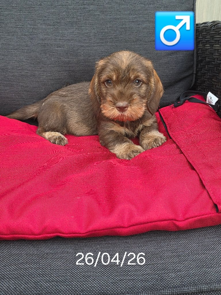 beaux chiots teckel hirsutes, Hépatite contagieuse (maladie de Rubarth), Poils durs, Plusieurs, Nain