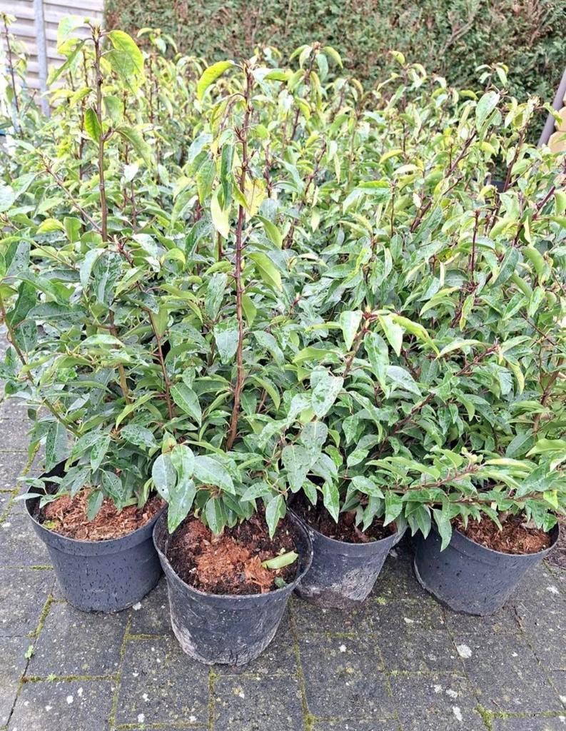 Portugese, Tuin en Terras, Planten | Struiken en Hagen, Ophalen, Haag
