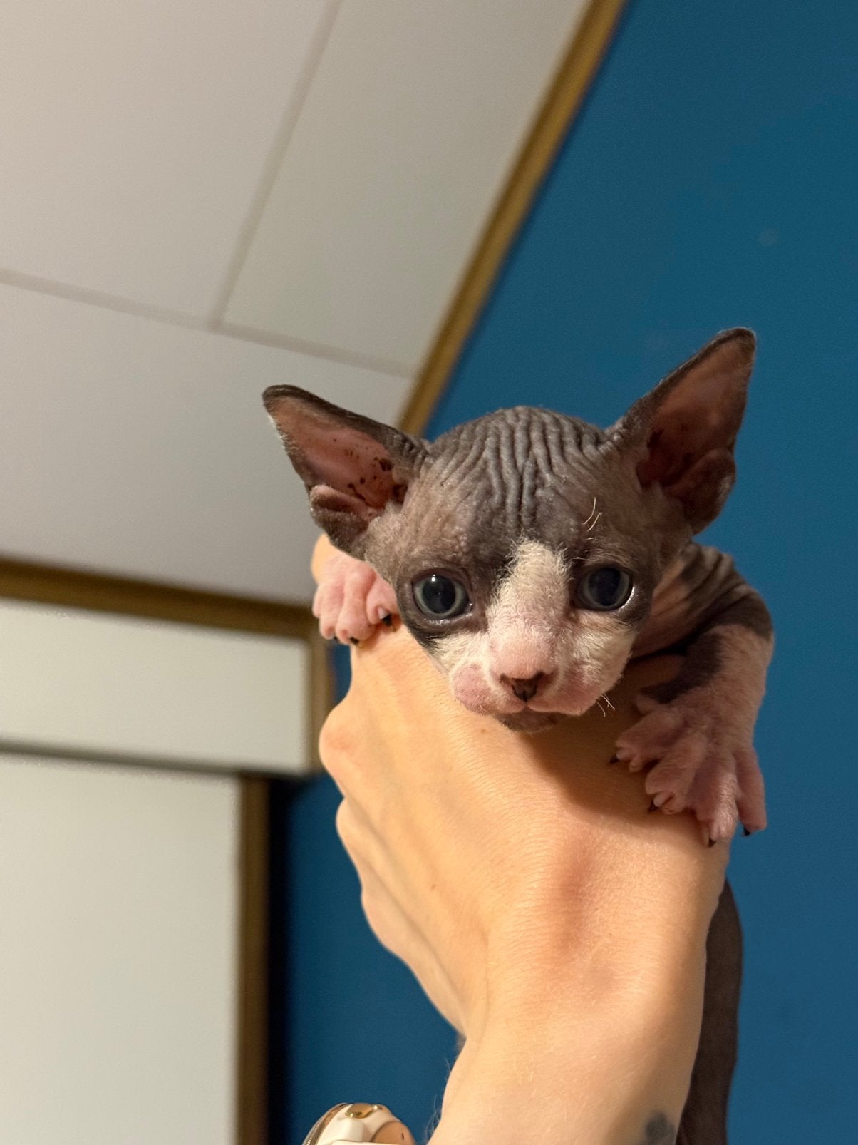 Prachtige Sphynx kittens Van erkende hobbykwekerij, Chatte ou Chat, Avec pedigree, 0 à 2 ans