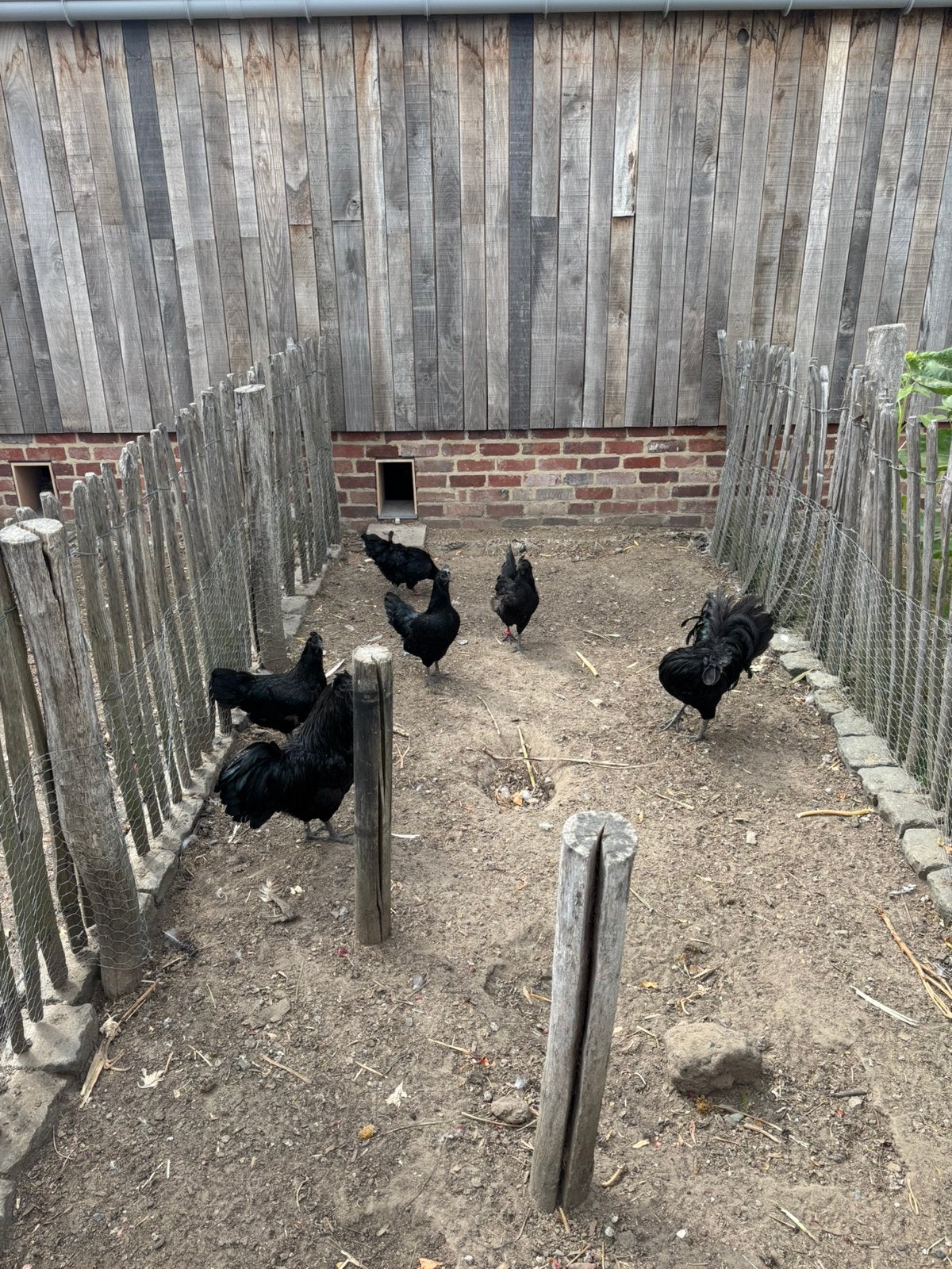 Broedeieren ayam cemani, Geslacht onbekend, Kip