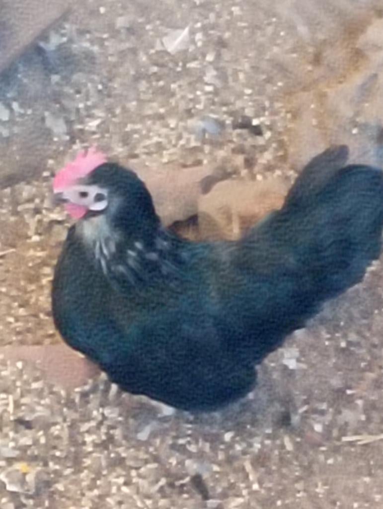 sabelpootkriel koppel, Dieren en Toebehoren, Pluimvee, Meerdere dieren, Kip