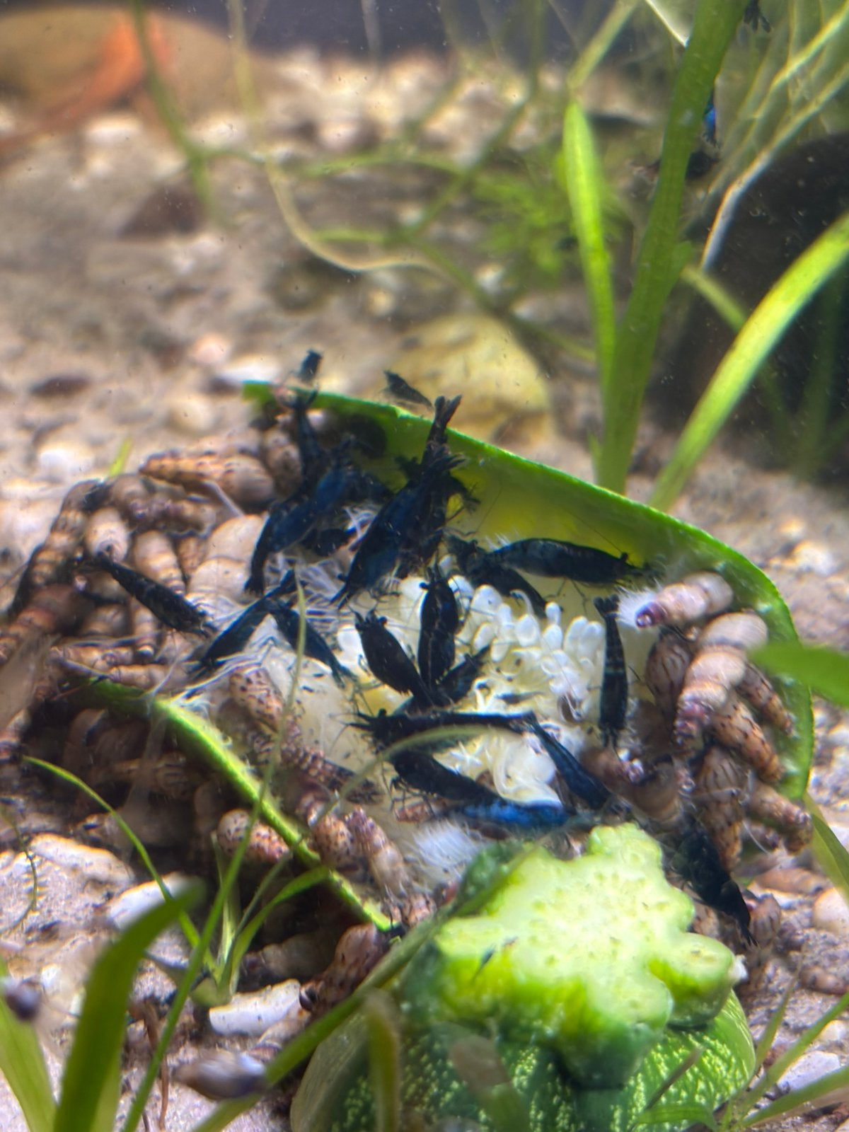 Blauwe neocaridina garnalen