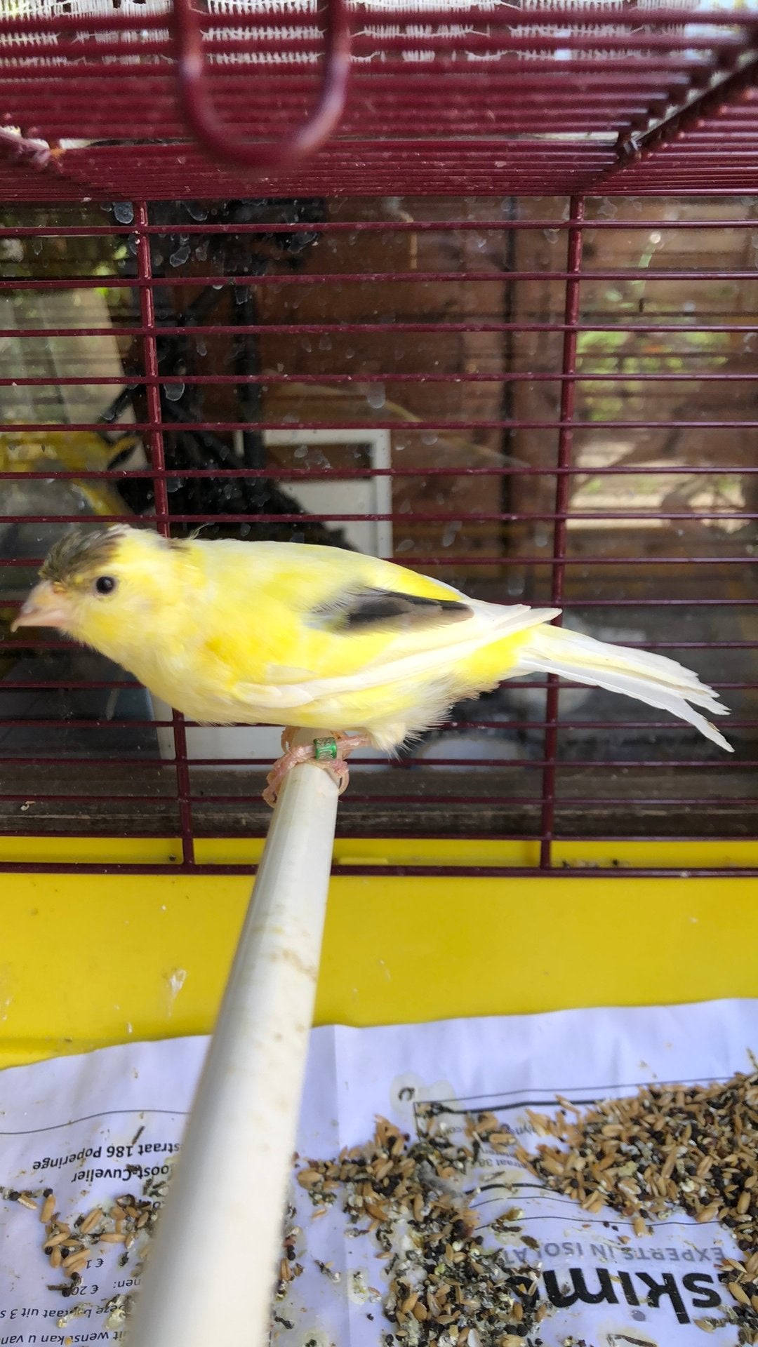 Koppel kanarie, Dieren en Toebehoren, Vogels | Kanaries