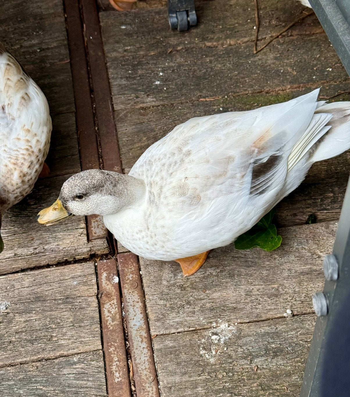 Kwaker mannetje, Dieren en Toebehoren, Pluimvee