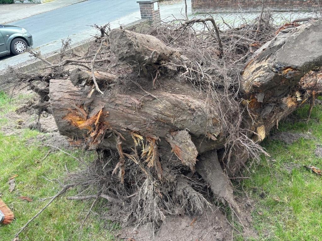 Gratis hout, Tuin en Terras, Brandhout, Ophalen, Stammen