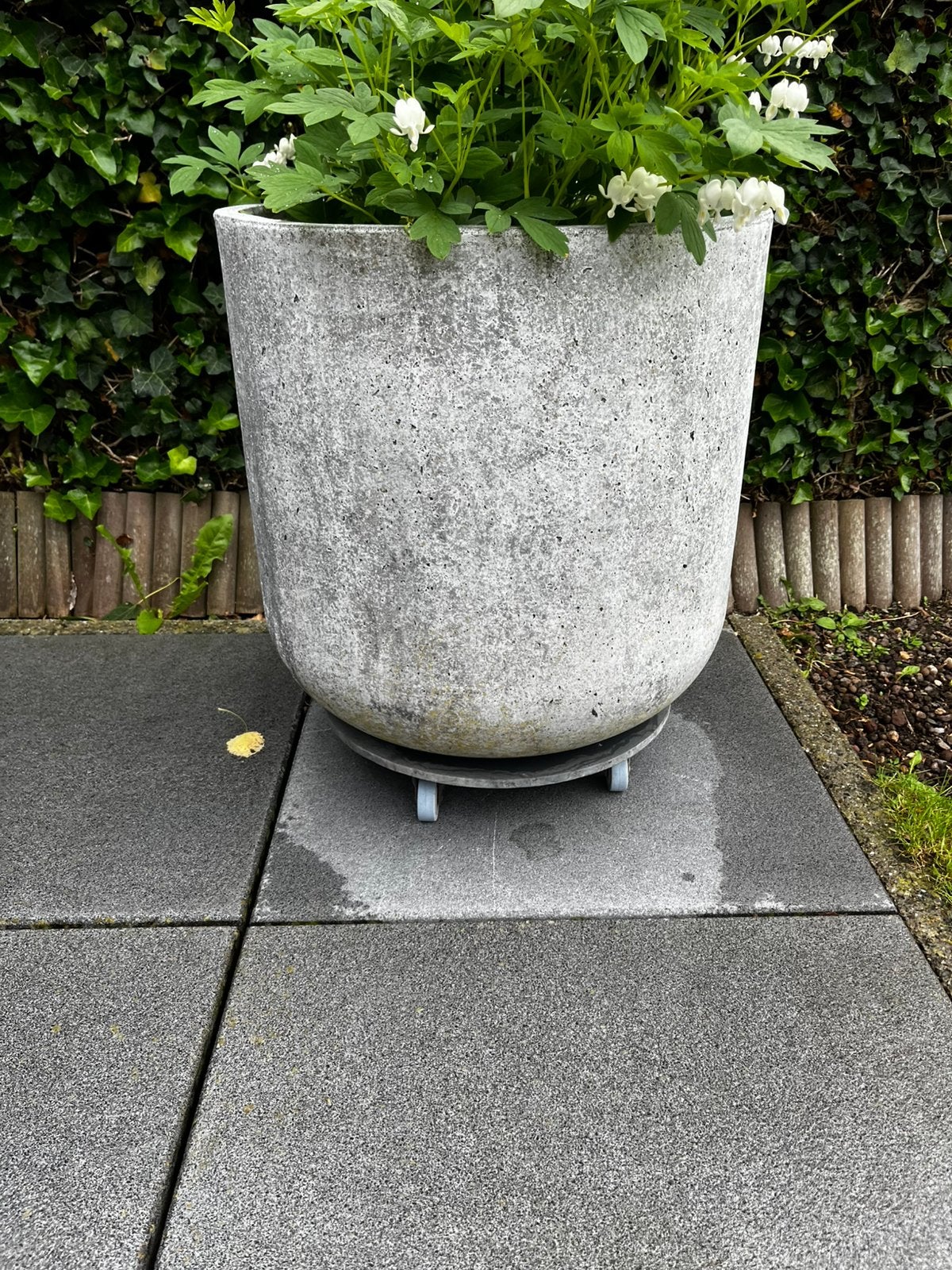 Grote bloempot  met plant, Ophalen, Zo goed als nieuw