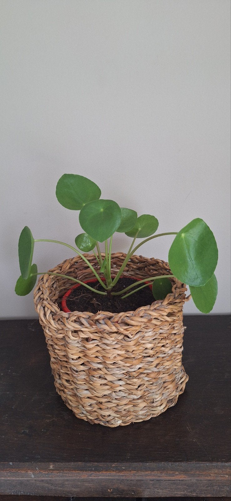 Pannenkoekenplant + mand, Maison & Meubles, Plantes d'intérieur, Enlèvement