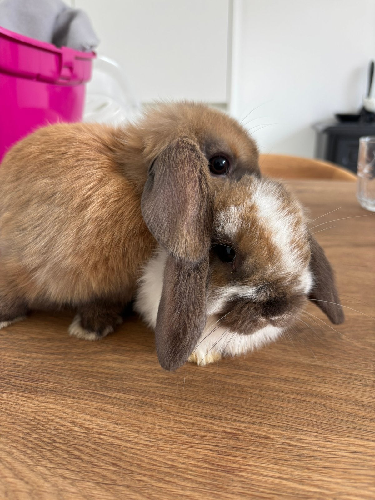 Couple à vendre, Animaux & Accessoires, Plusieurs animaux, Nain, Oreilles tombantes, 0 à 2 ans