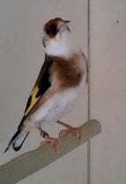 cherche chardonneret mutation , goudvinkmutatie, Animaux & Accessoires