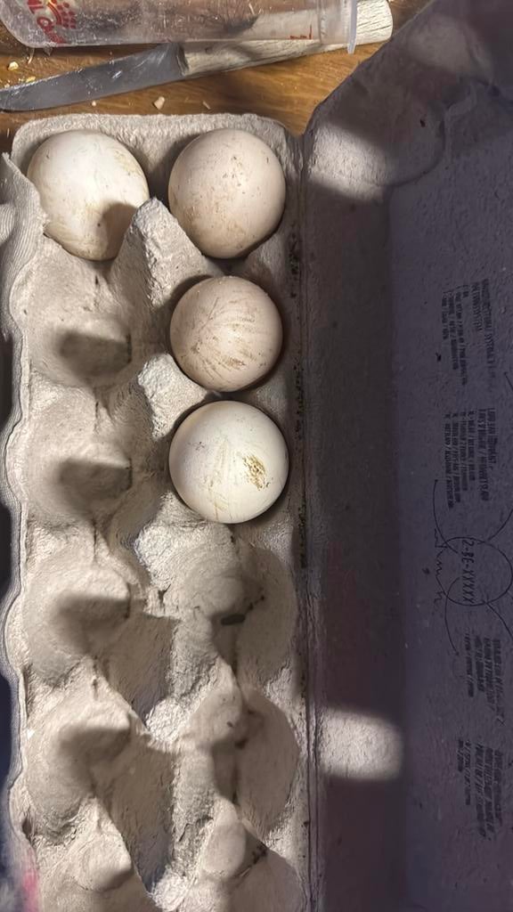 Ayam cemani broedeieren, Animaux & Accessoires, Volatiles