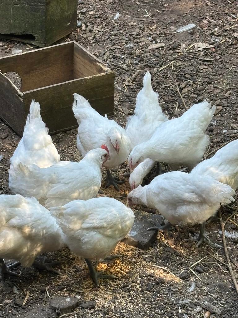 Poule de bresse kuikens, Dieren en Toebehoren, Pluimvee