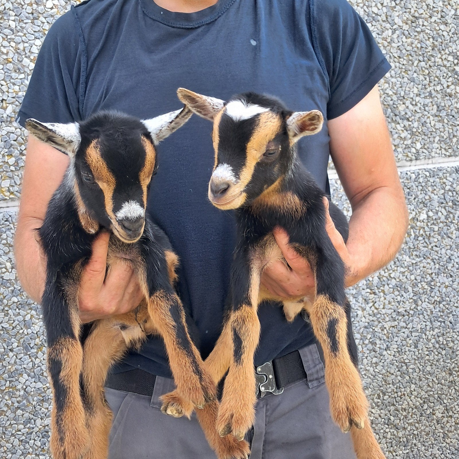 7 bokjes te koop