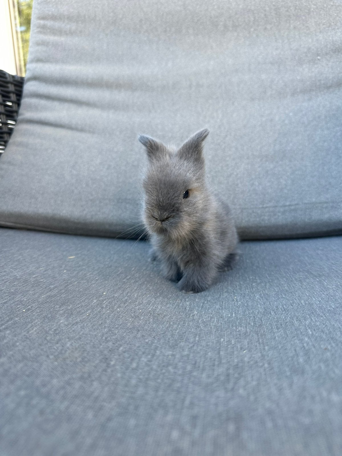 Teddydwerg x lionlop ram, Oreilles tombantes