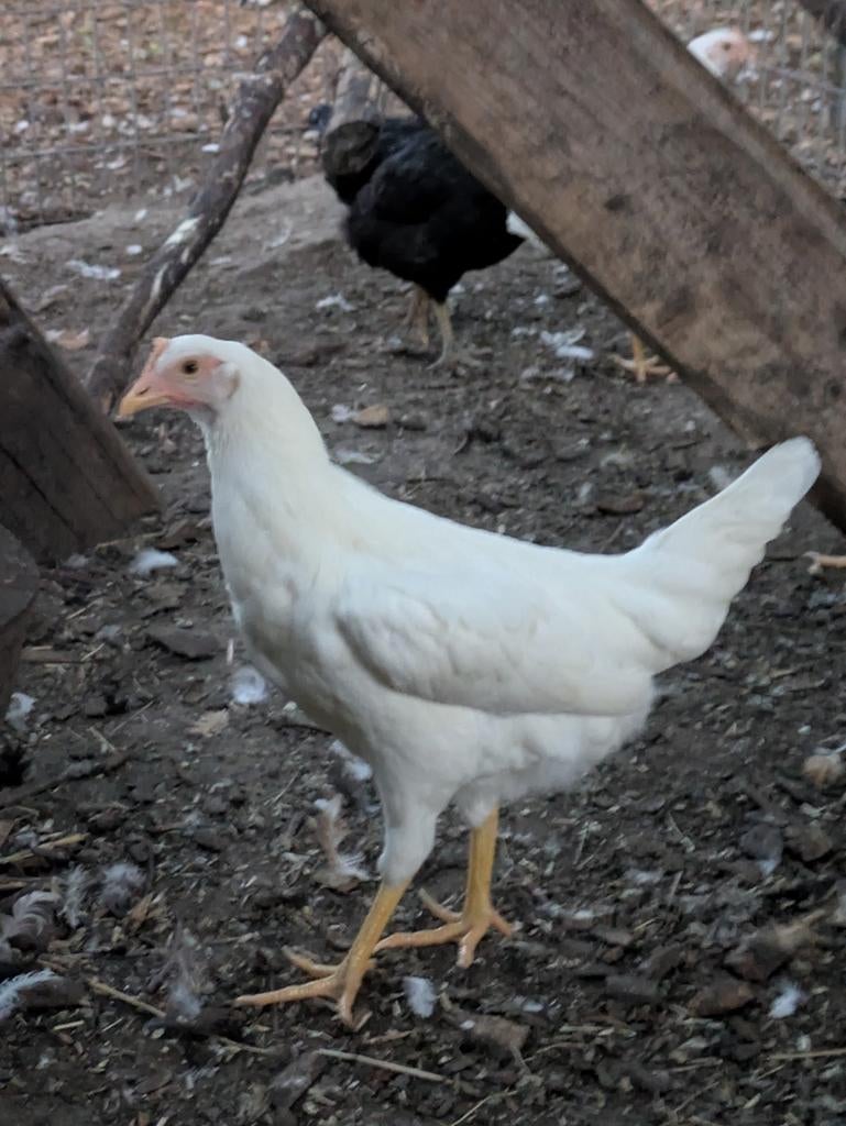 Legkippen te koop, Dieren en Toebehoren