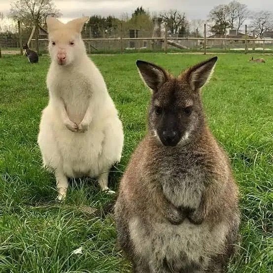 bennett's wallaby koppel, Dieren en Toebehoren, Maart, Meerdere dieren