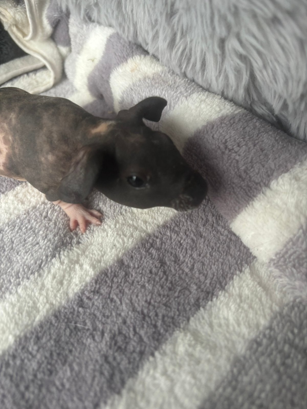 Skinny cavia beertje, is gereserveerd, Août, Mâle, Cobaye