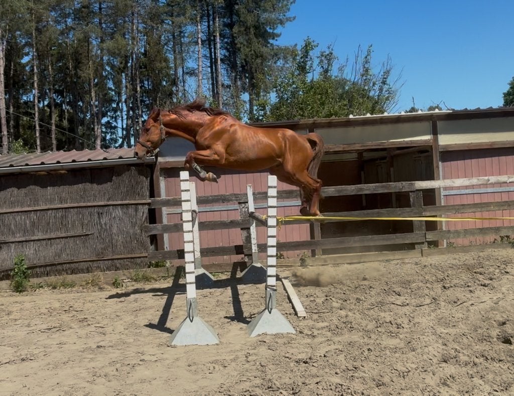 Ruwe diamant, Springpaard, Met stamboom, Hengst, 3 tot 6 jaar