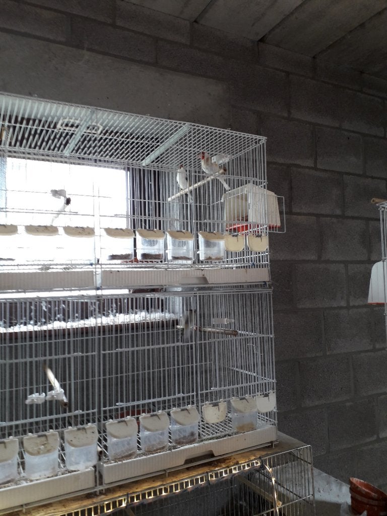 Vogels, Bagué