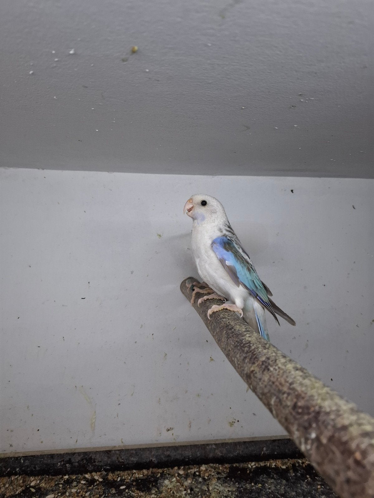 rosella en bleu, cynamon, opaline, fendu, doré, Femelle, Perruche, Bagué