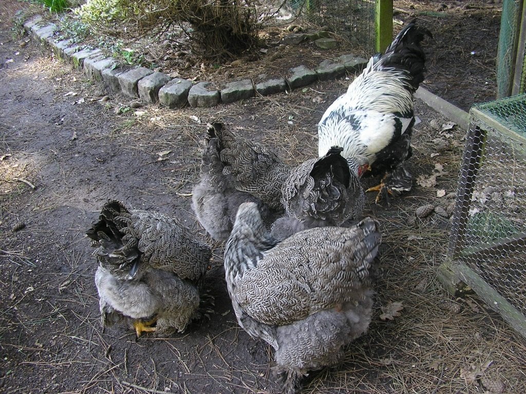 broedeieren brahma groothoenders, Dieren en Toebehoren