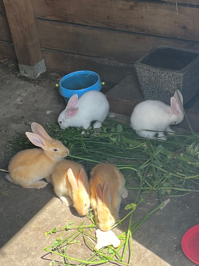 Vlaamse reus, Animaux & Accessoires, Lapins, Plusieurs animaux, Taille moyenne, 0 à 2 ans