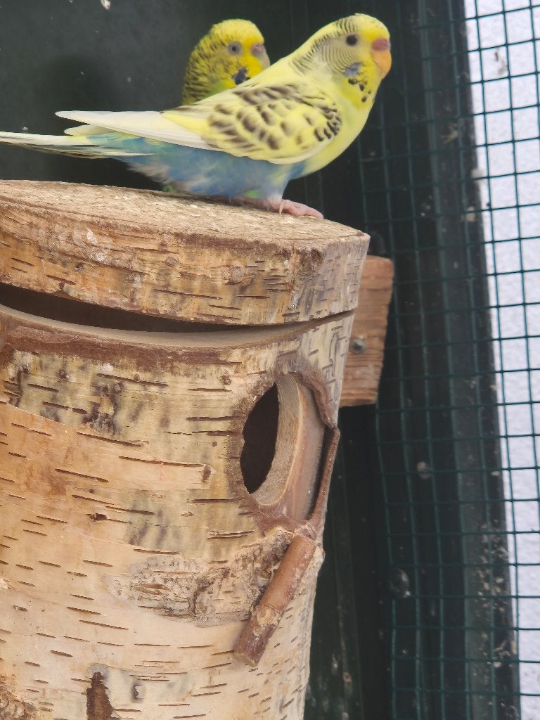grasparkieten diverse kleuren, Dieren en Toebehoren, Vogels | Parkieten en Papegaaien, Meerdere dieren, Parkiet
