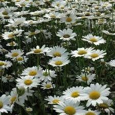 6 x margriet of leucanthemum  in pot  a'  1 euro, Tuin en Terras, Ophalen, Vaste plant