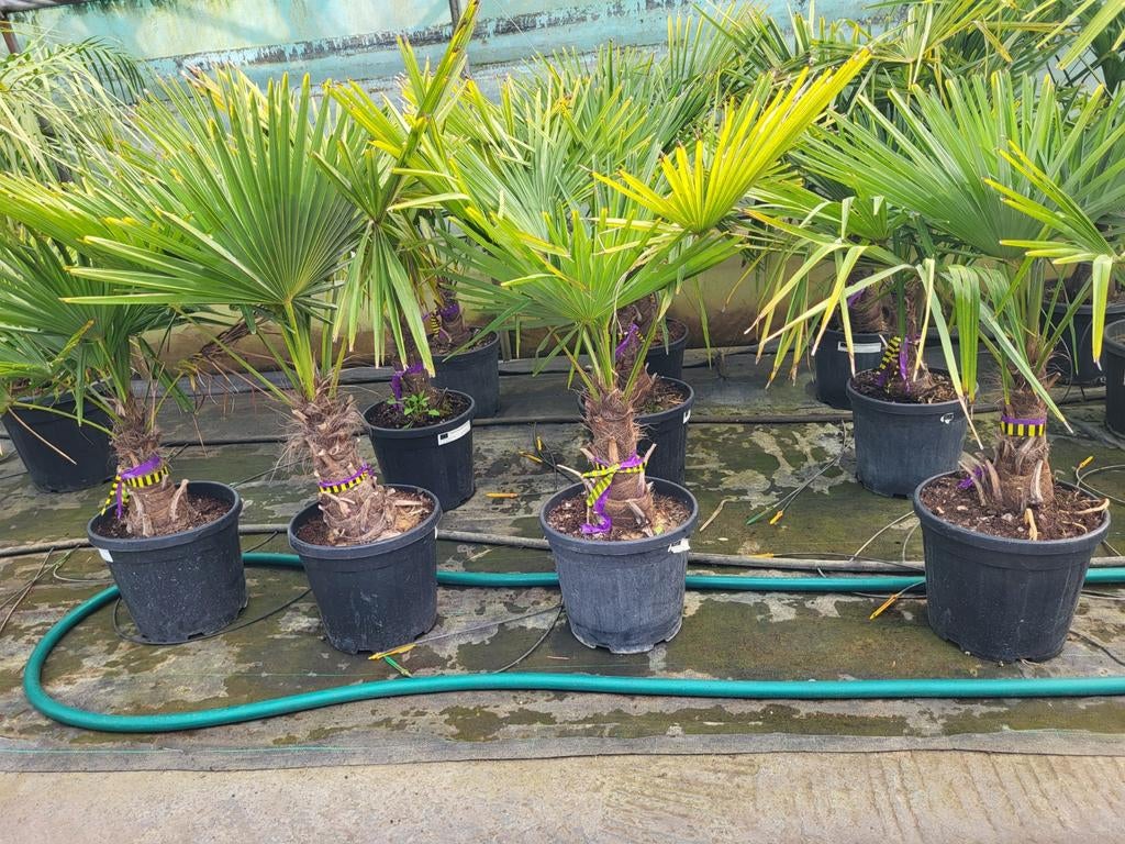Trachycarpus fortunei, stam 30cm, totaal 1m, Ophalen