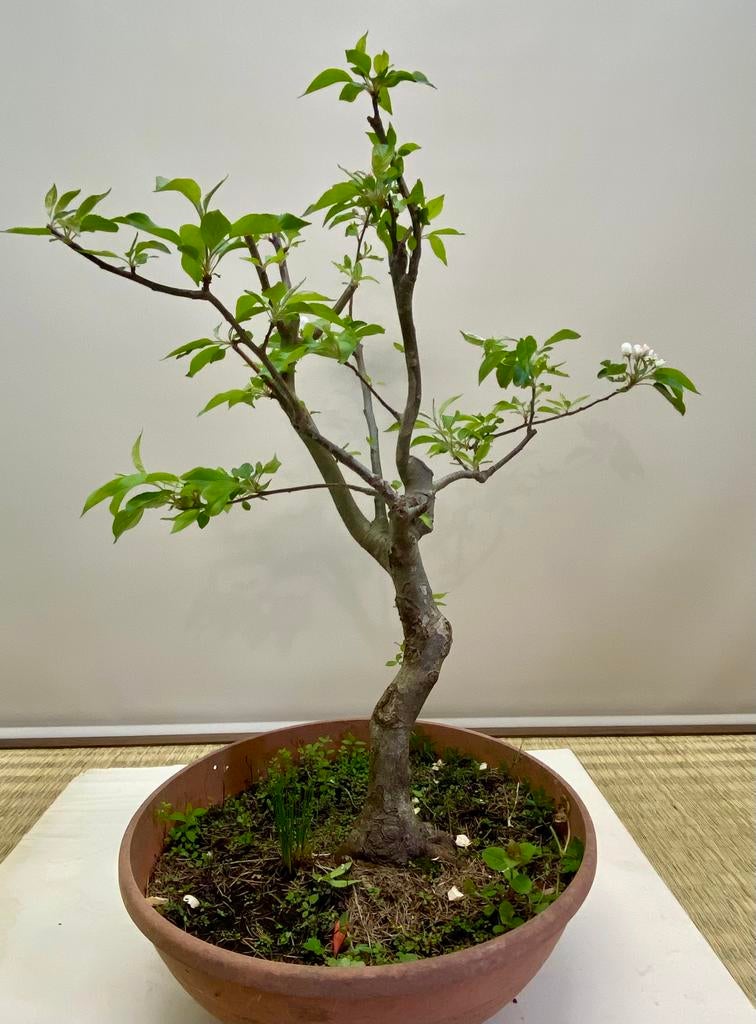 Malus bonsai 2, Enlèvement ou Envoi