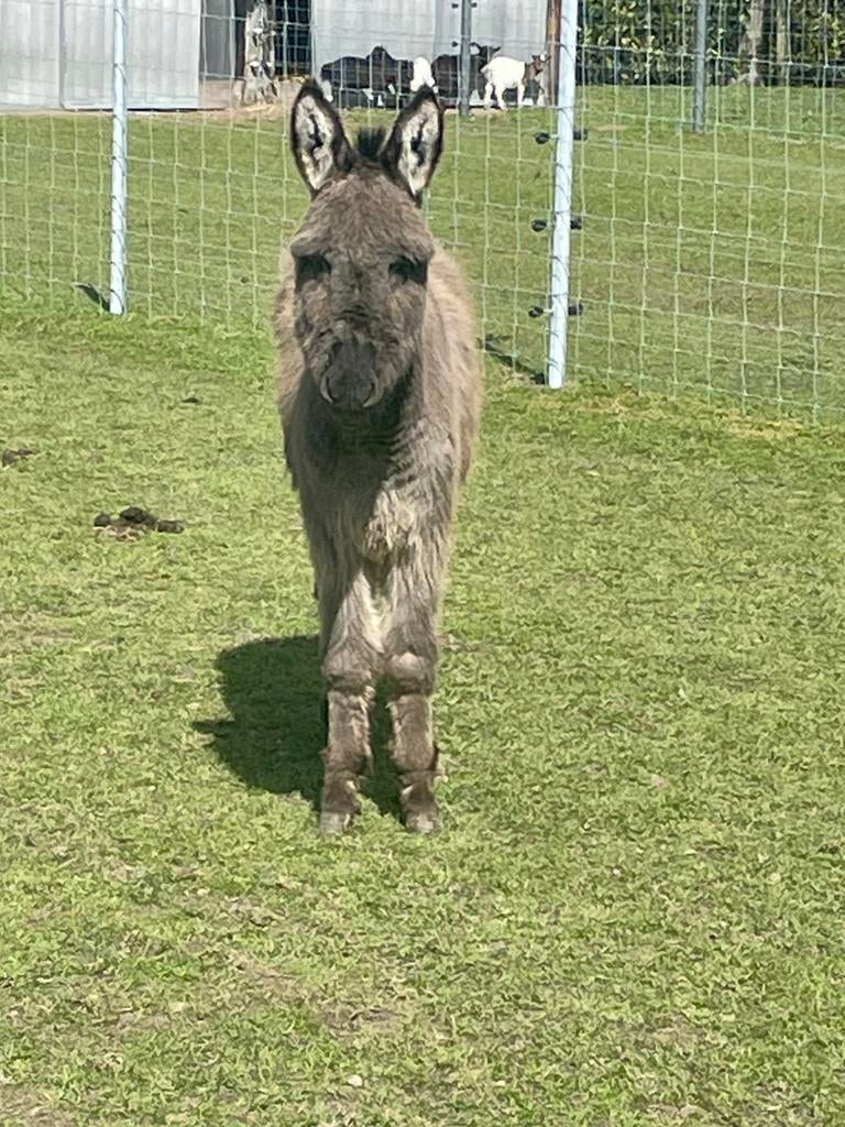 Ezels koppel, Dieren en Toebehoren, Mei, Meerdere dieren