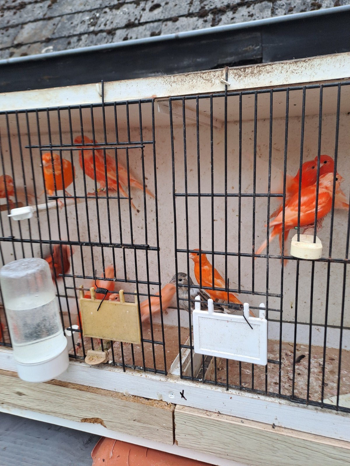jonge kanarievogels, Dieren en Toebehoren, Zangkanarie