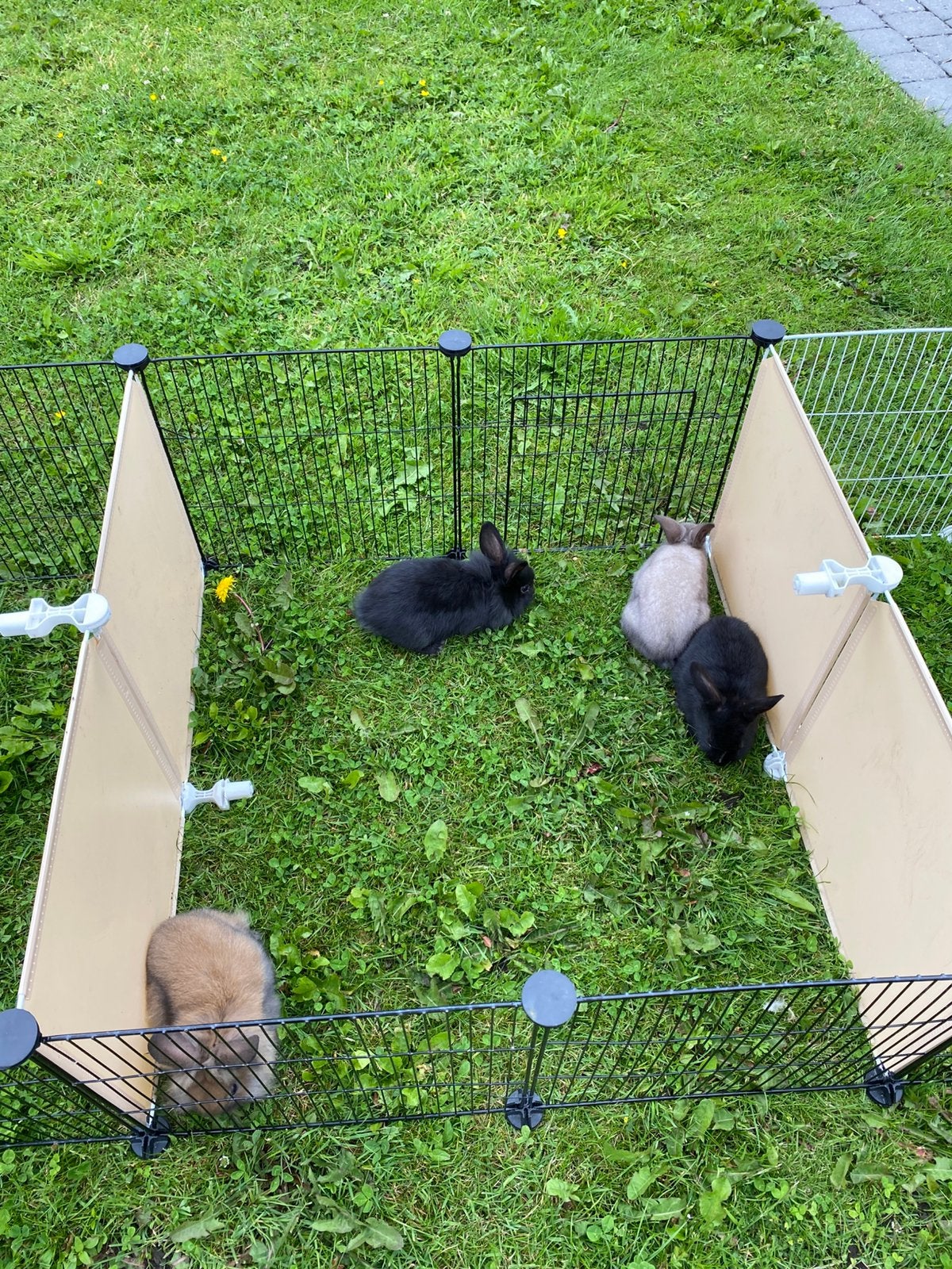Dwergkonijnen te koop, Dieren en Toebehoren