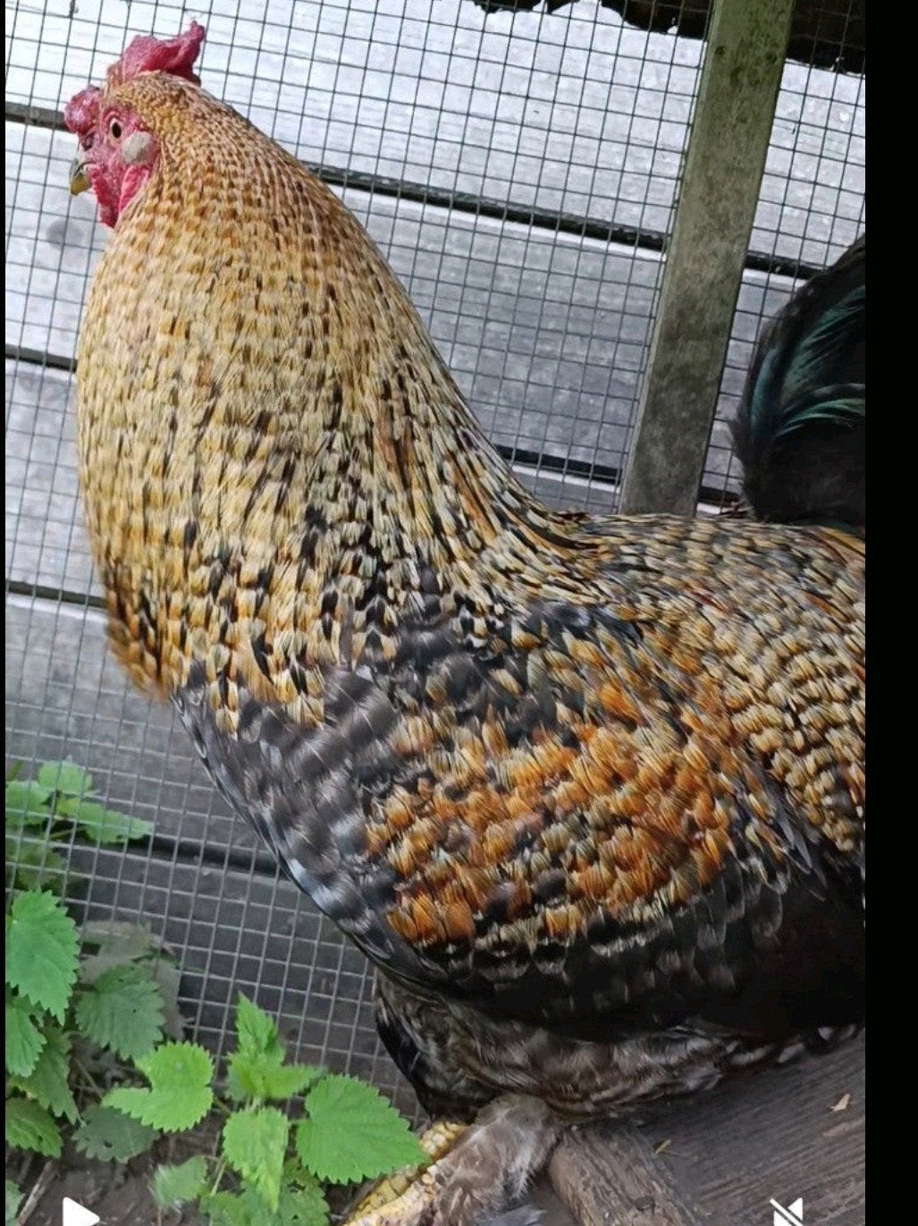 Haan te koop, Dieren en Toebehoren, Pluimvee