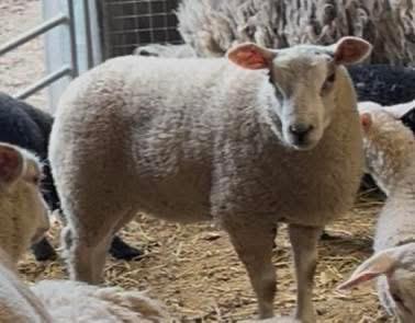 Mouton, Mouton