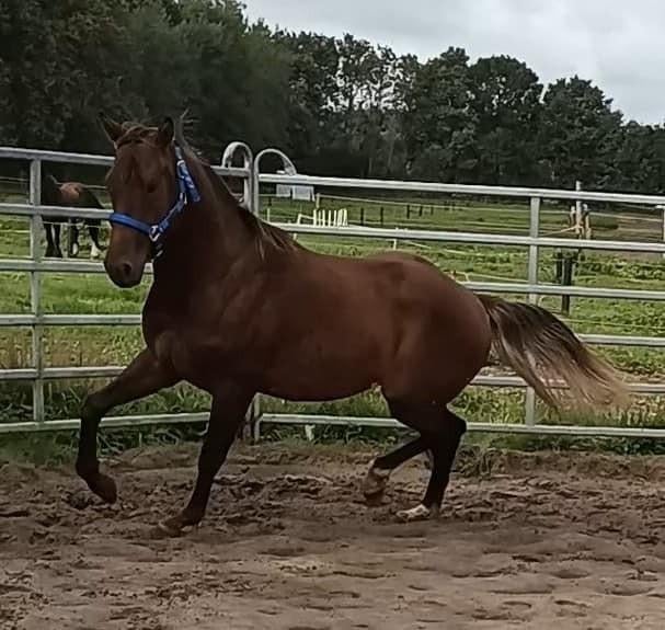Knappe 5 jarige Silver bay apha hengst te koop, Dieren en Toebehoren, Paarden, Met stamboom, 3 tot 6 jaar, Westernpaard, Zadelmak