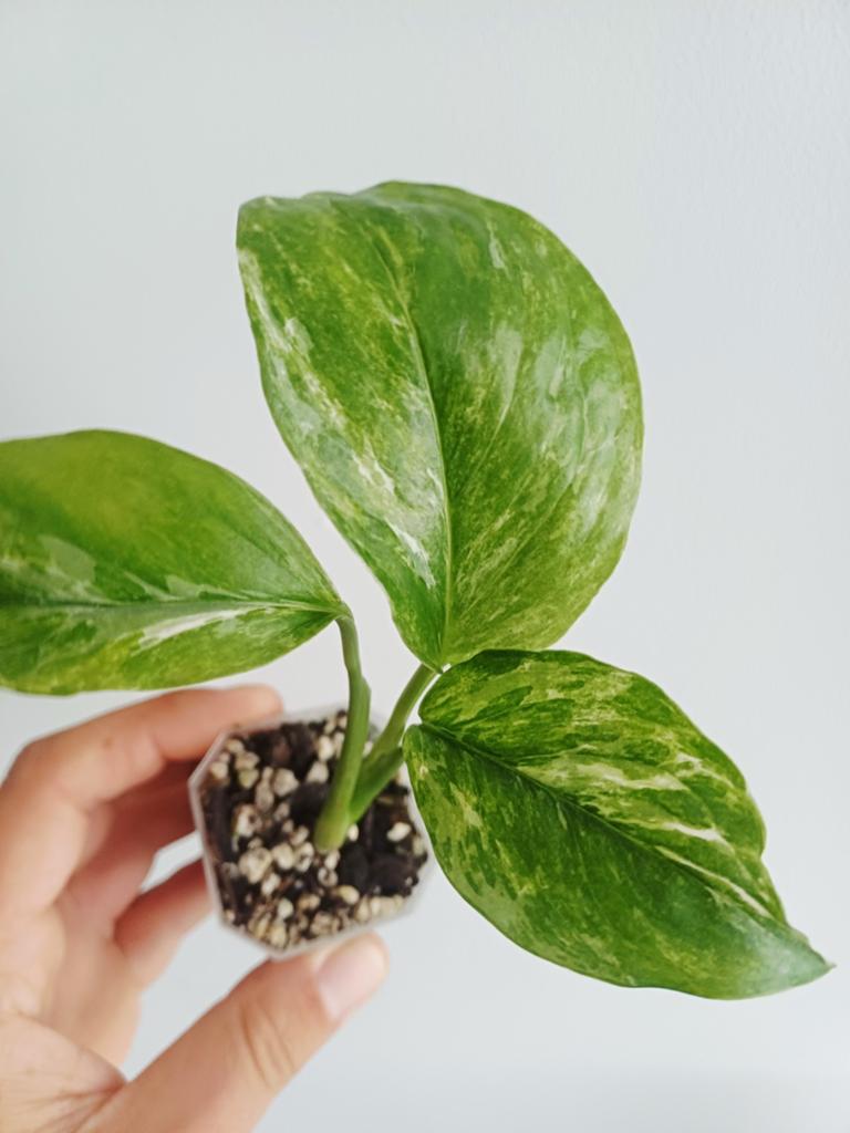 Monstera Lechleriana Albo variegata, Autres espèces, En pot, Enlèvement ou Envoi, Moins de 100 cm