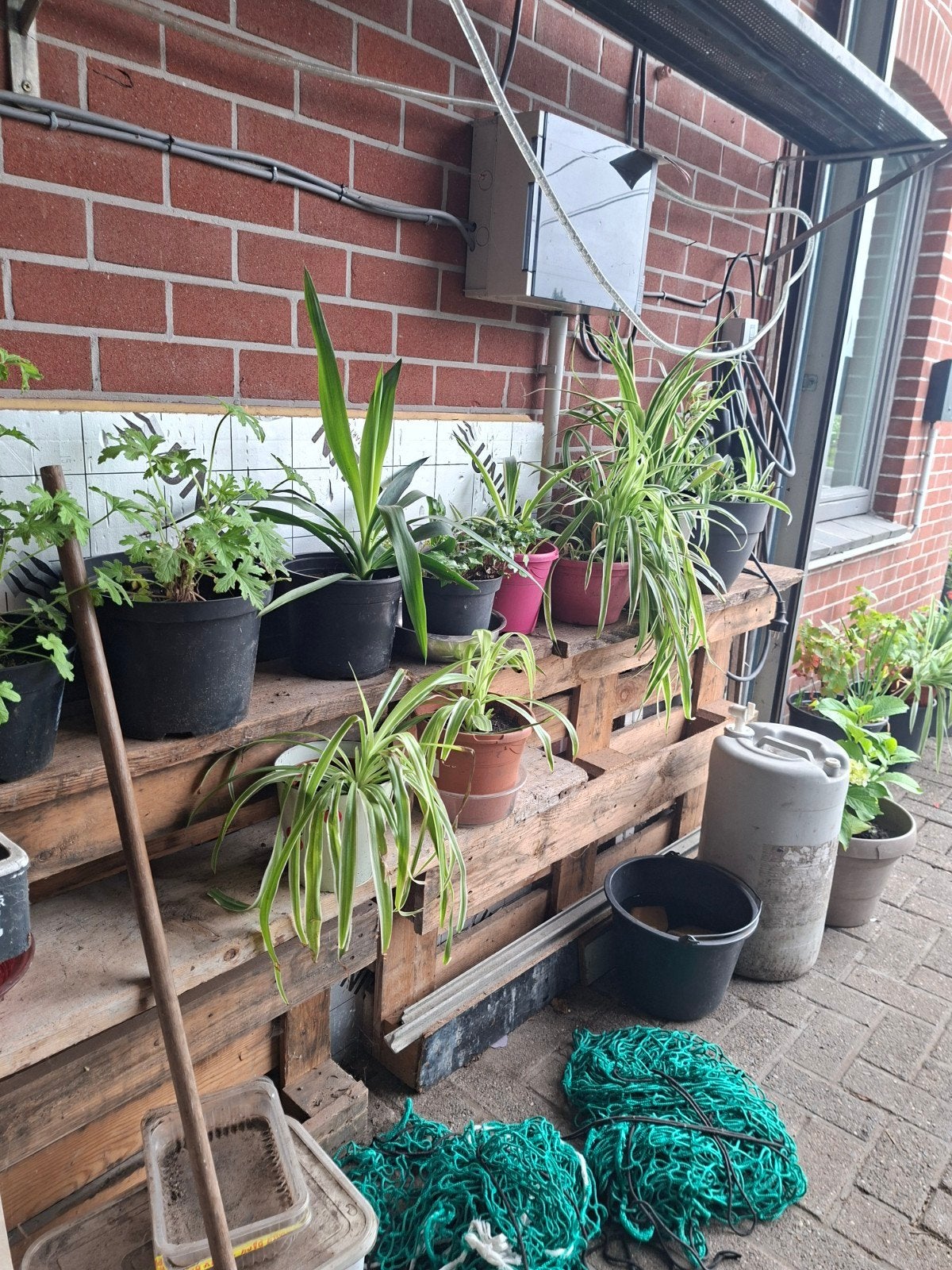 Gratis mee te nemen, Ophalen