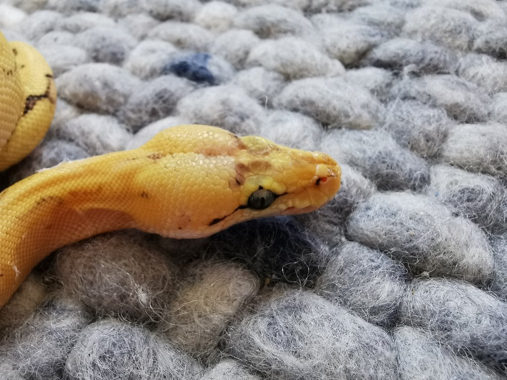 Koningspython; 0.1; Champagne Super Enchi Pastel Ball Python photo 2