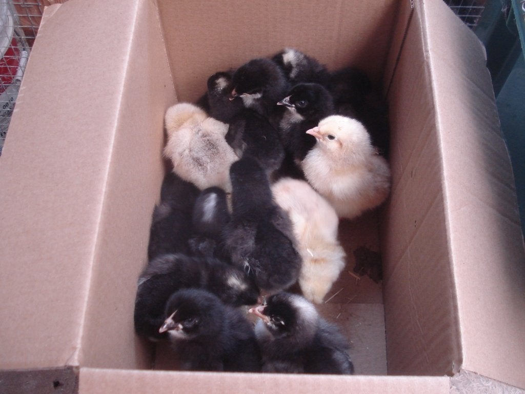 kuikens (groenleggers), Dieren en Toebehoren, Pluimvee, Geslacht onbekend, Kip