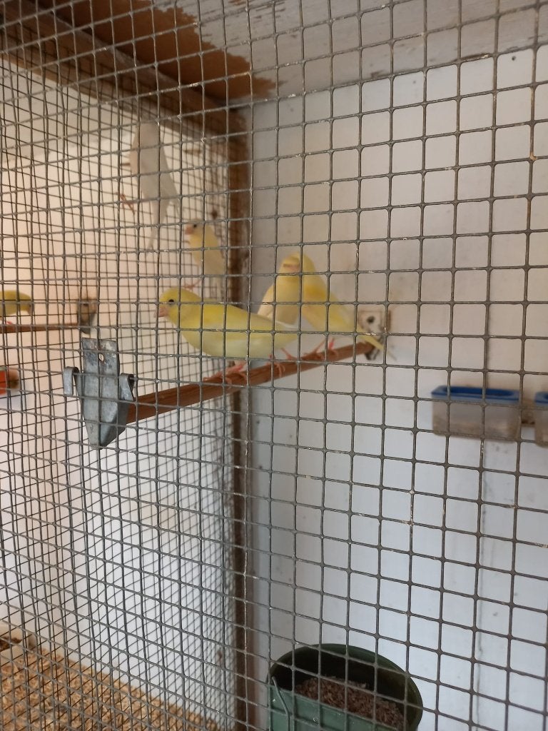 9 Geel, 2 Bonte en 2 witte Kanaries, Dieren en Toebehoren