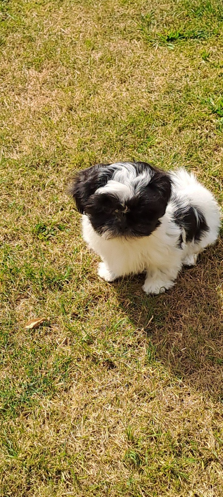 Shih tzu pups wit zwart, Maladie de Carré (chiens), Autres races, Plusieurs, Belgique